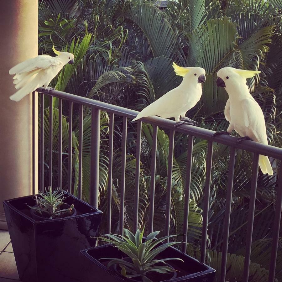 Bed and Breakfast Island Views Airlie Beach Exterior foto